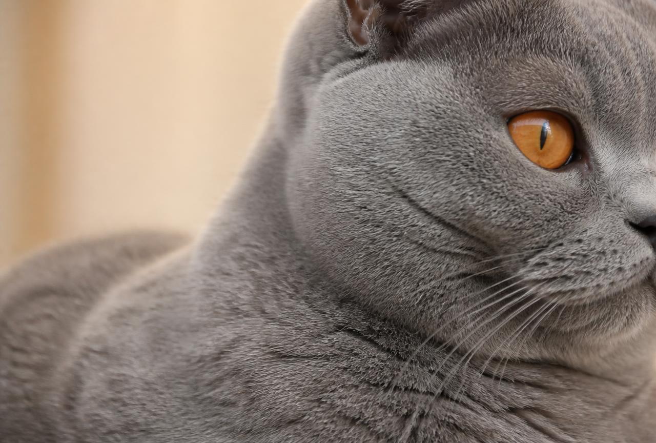 Close-up of a British Shorthair cat''s dense blue-grey plush coat and one round copper eye
