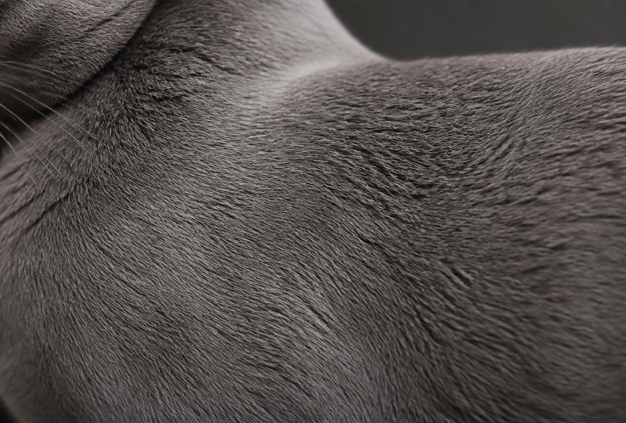 Close-up of a Russian Blue cat's dense plush silver-tipped blue-grey coat