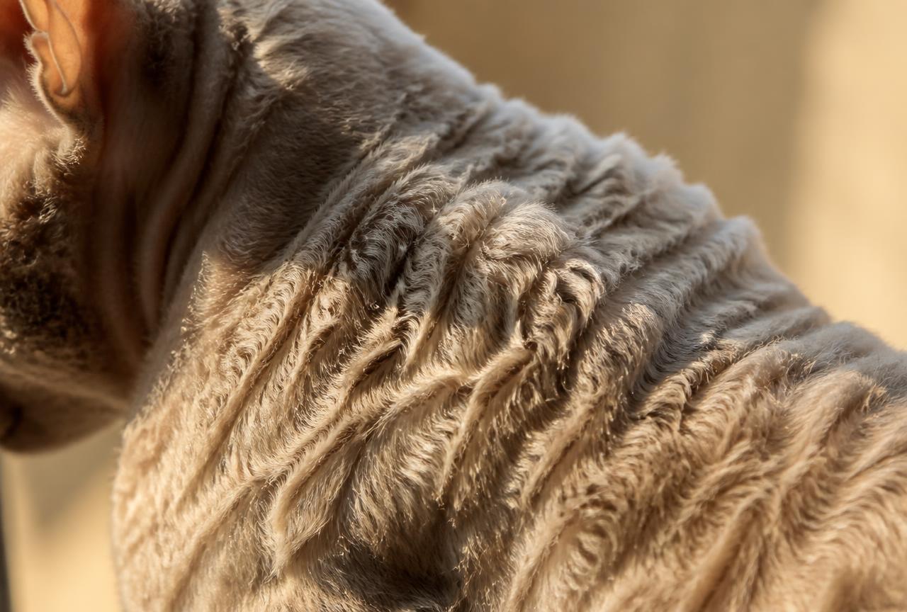 Macro close-up of the short wavy coat on a Devon Rex cat's shoulder