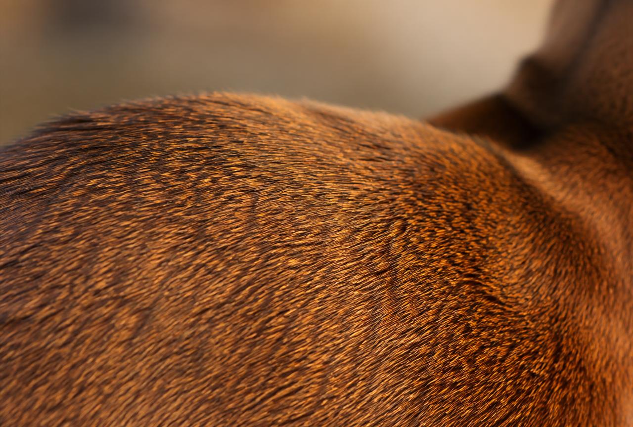 Macro photograph of an Abyssinian cat's ticked coat showing individual hairs banded in apricot and brown