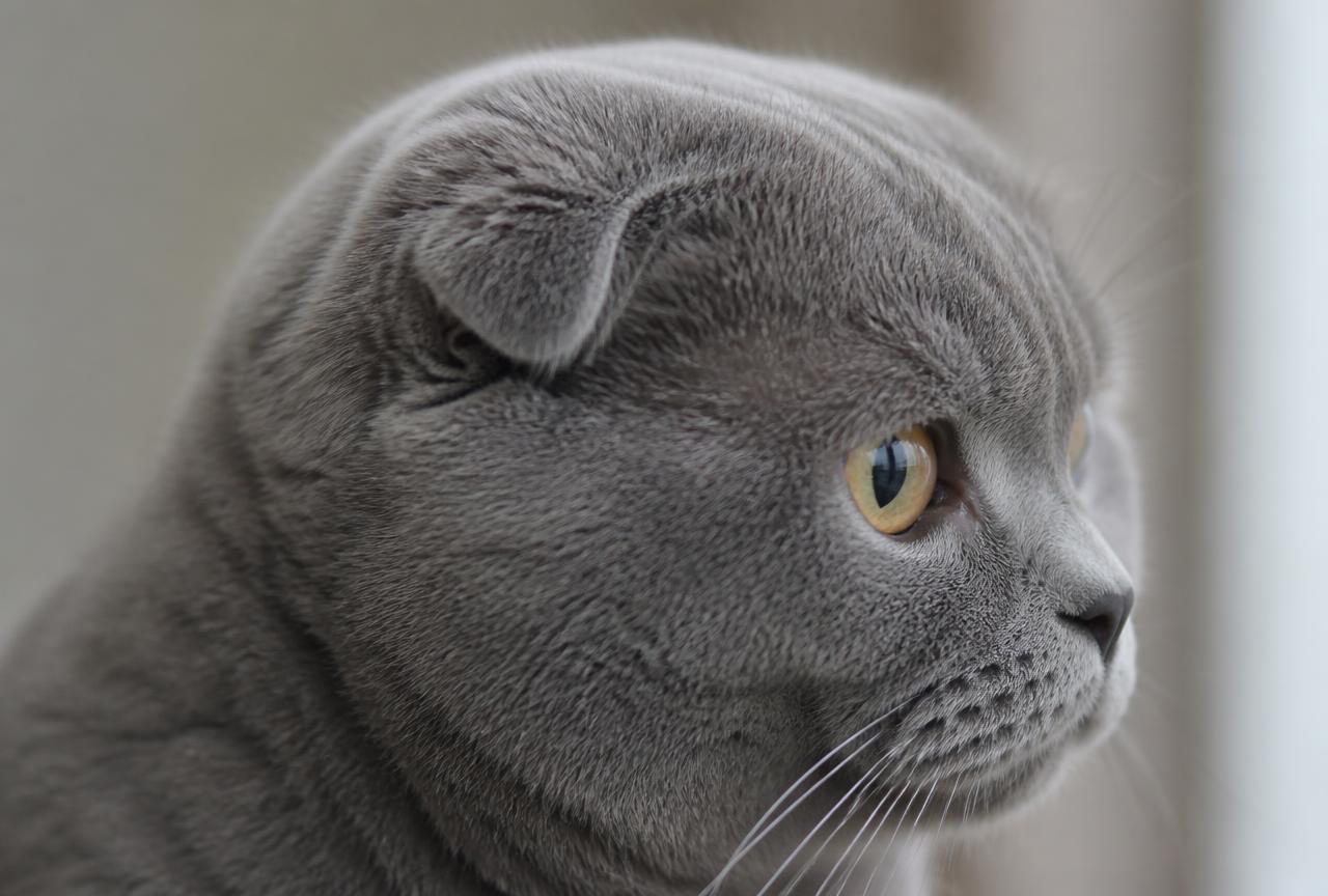 Close-up profile of a grey Scottish Fold cat showing the small ear folded flat against the round skull