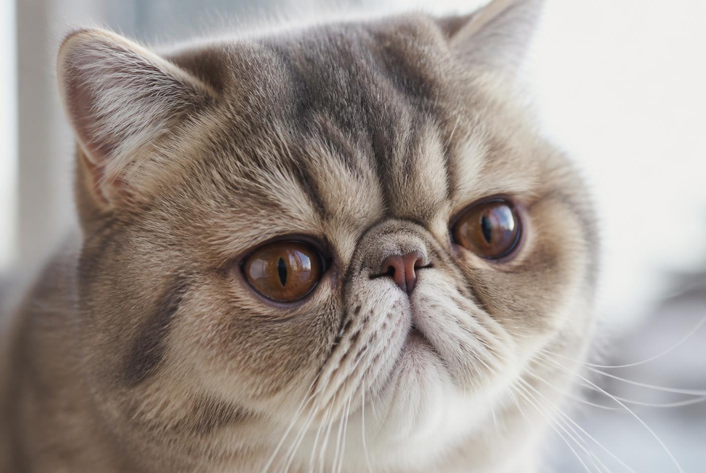Close-up portrait of an Exotic Shorthair cat's flat round face and large eyes