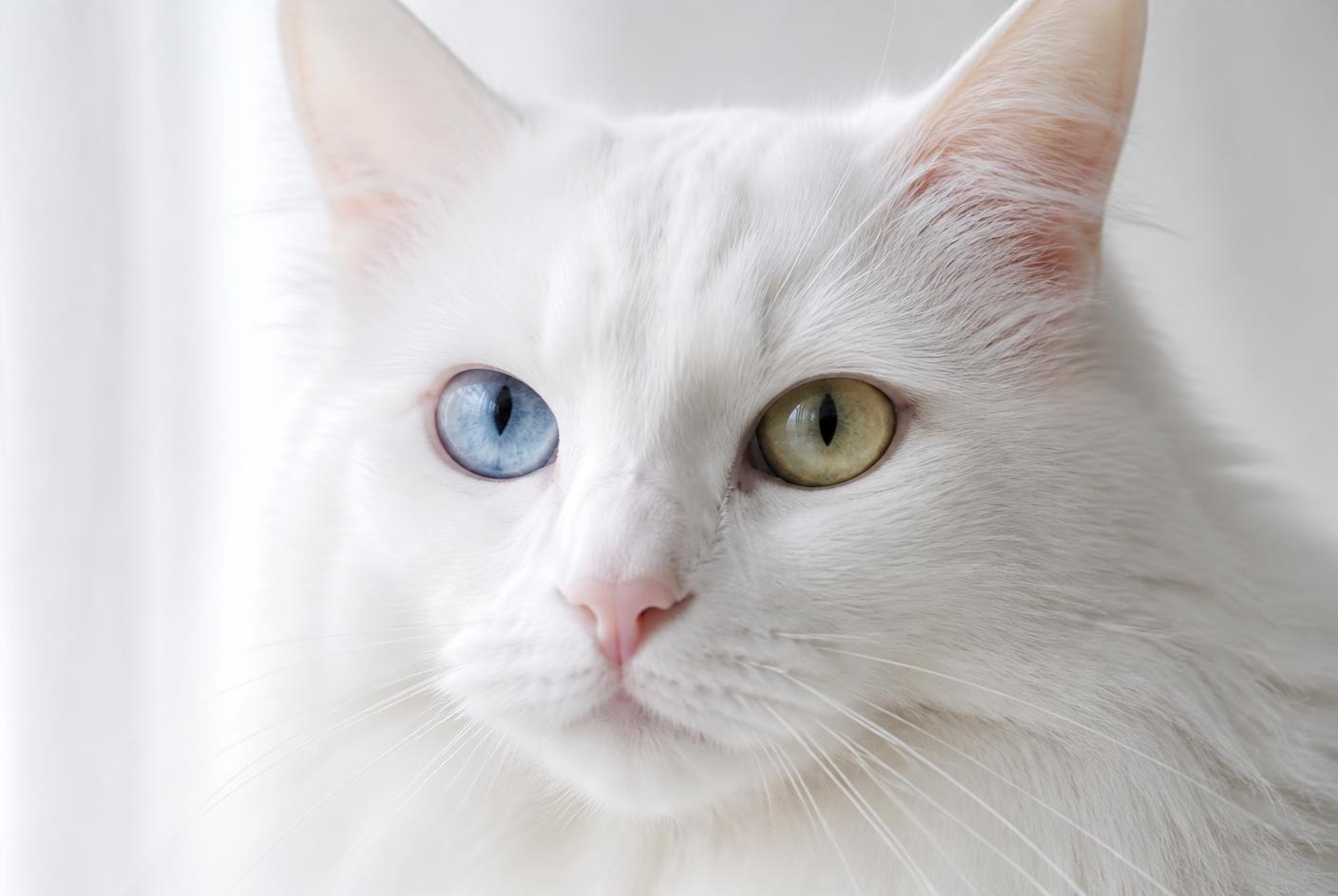 A white Turkish Angora with long legs and a silky coat standing gracefully in a sunlit room.