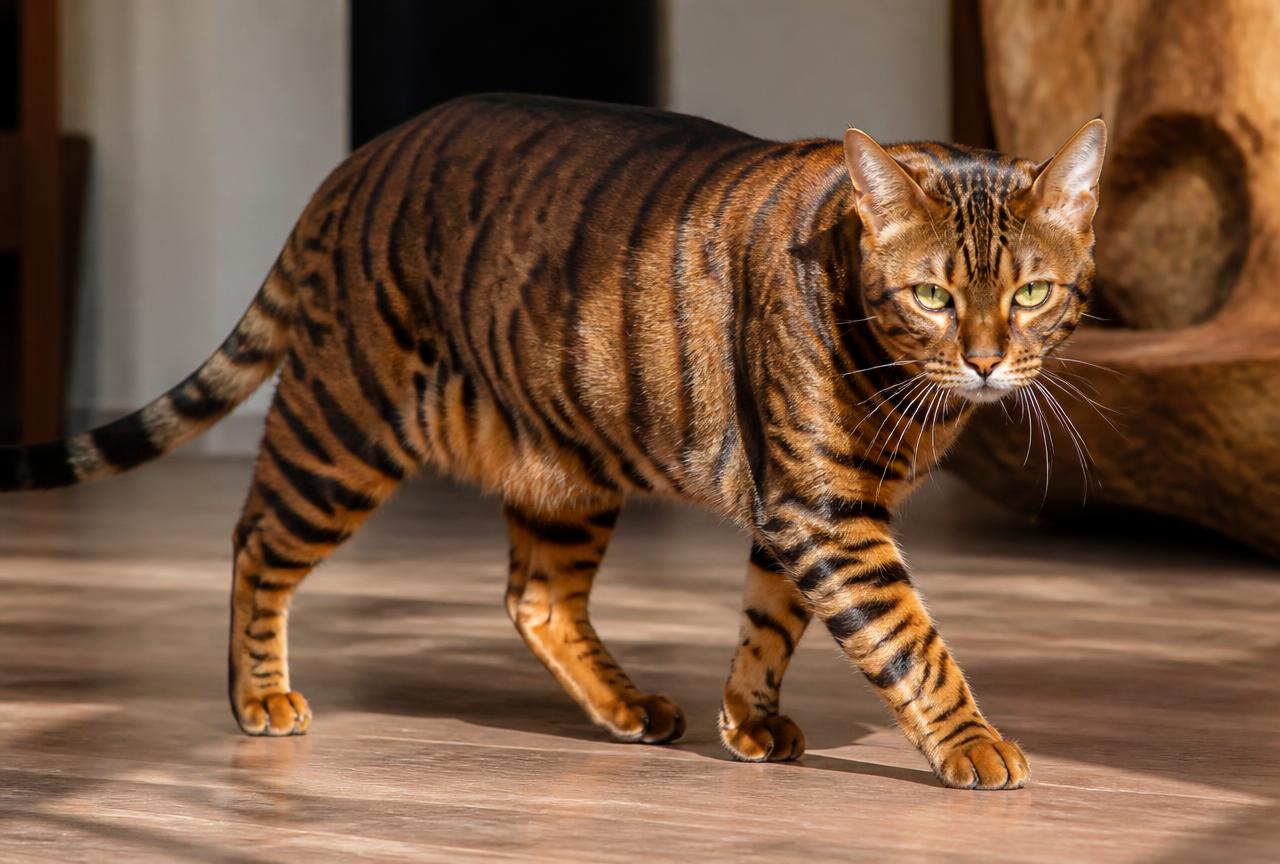 A Toyger cat walking on a wooden floor showing bold tiger-like stripes