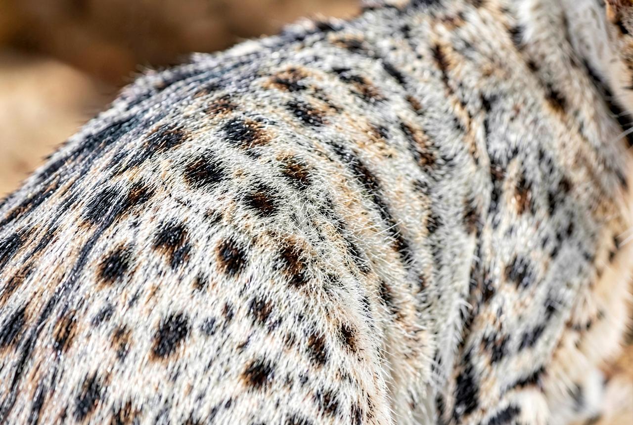 Close-up of an Egyptian Mau's silver spotted coat showing random dark spots.