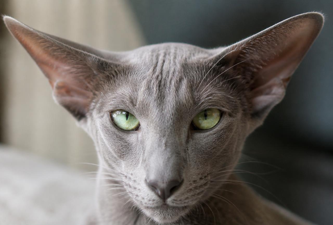 Close-up of a lilac-grey Oriental Shorthair cat's head showing enormous pointed ears and almond green eyes
