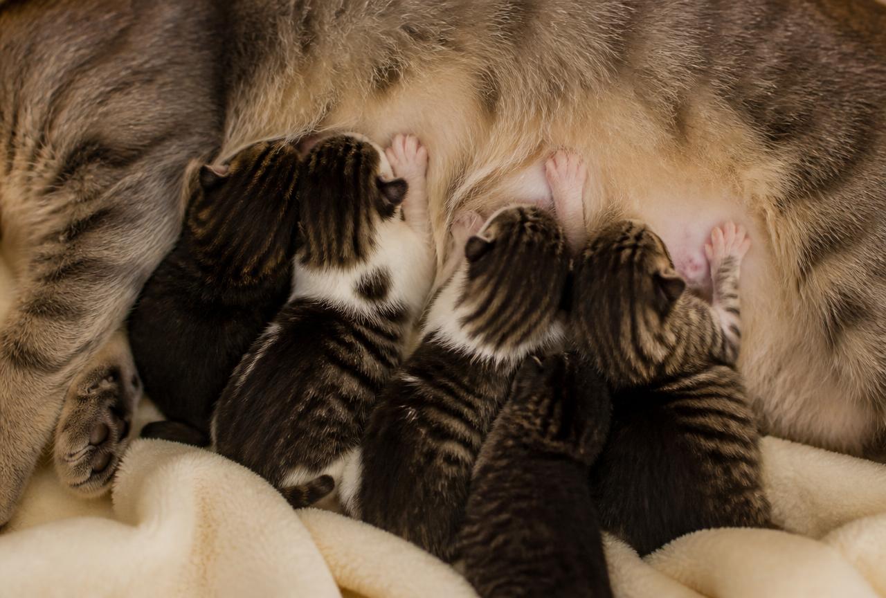 Newborn kittens nursing against their mother, paws pressed into her belly fur