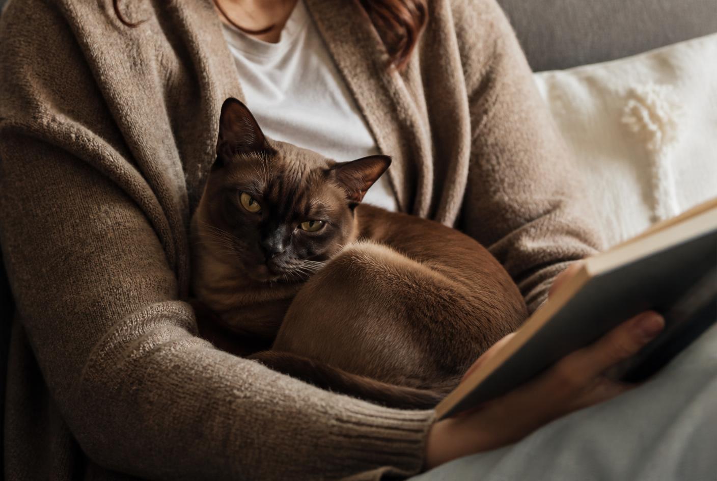 Burmese cat curled in a person's lap while they read