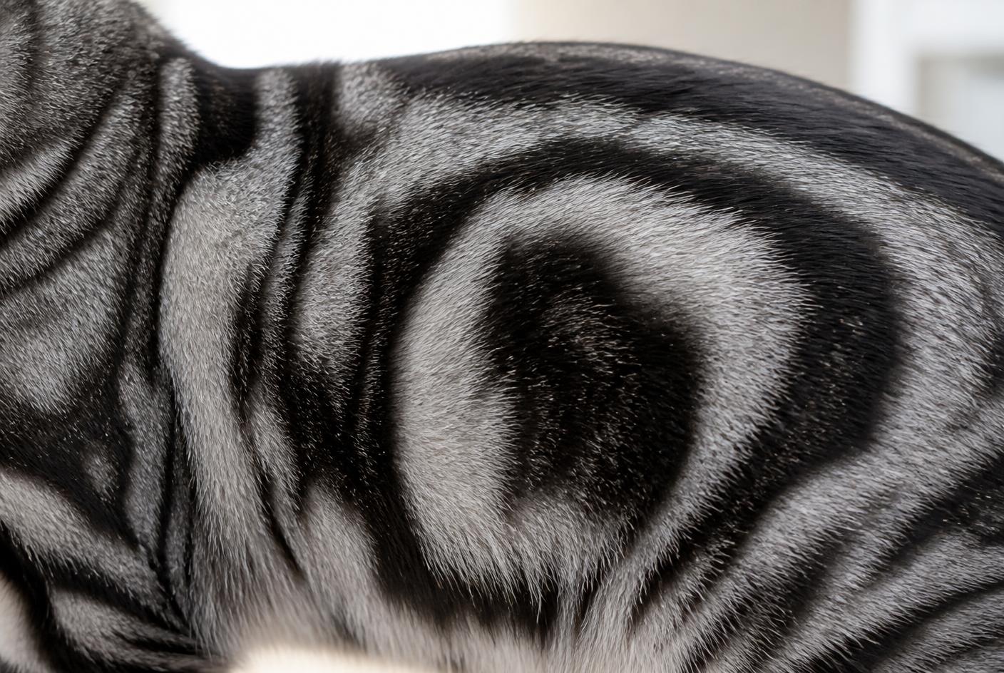Close-up of silver classic tabby bullseye markings on an American Shorthair's flank