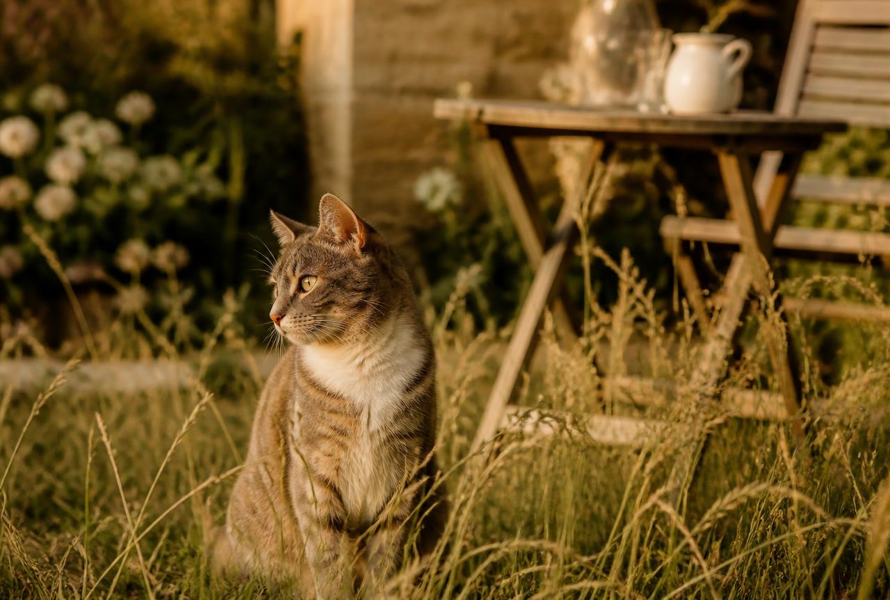 A tabby and white cat sitting in long summer grass in a garden at golden hour