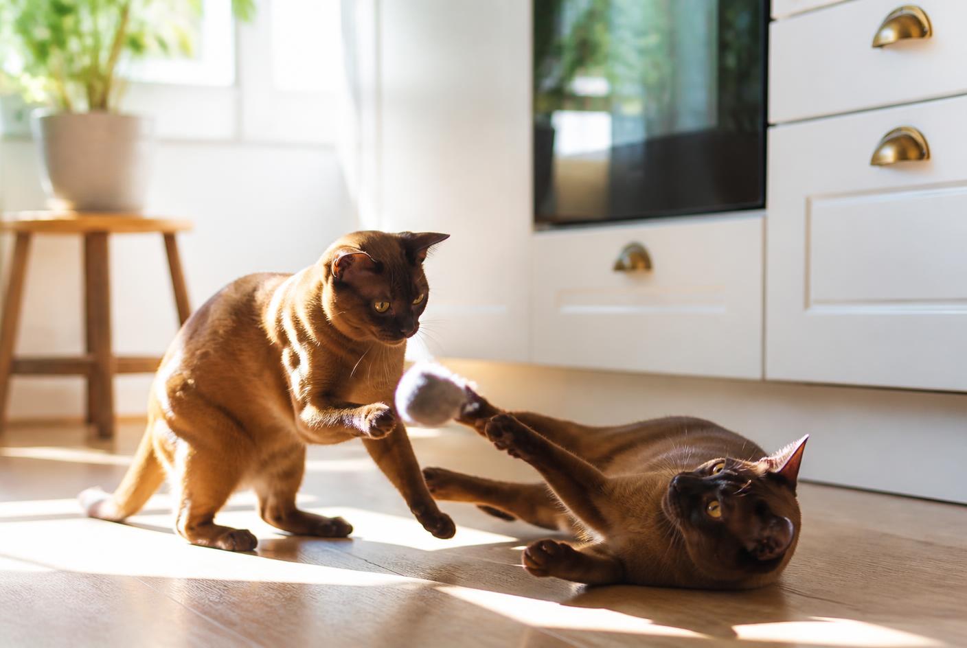Two Burmese cats playing together on a sunlit kitchen floor