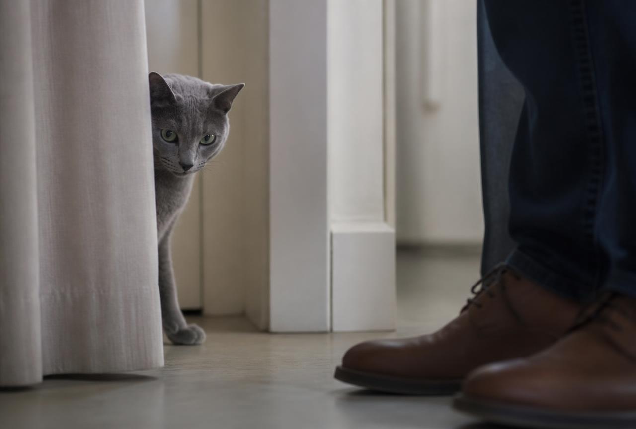 A Russian Blue cat peeking cautiously from behind a curtain at a visitor's shoes