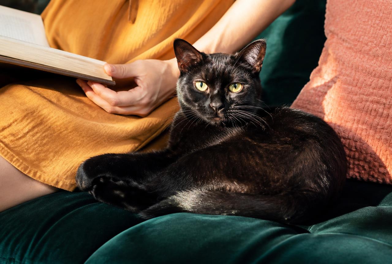 A Bombay cat curled beside a person reading on a sofa