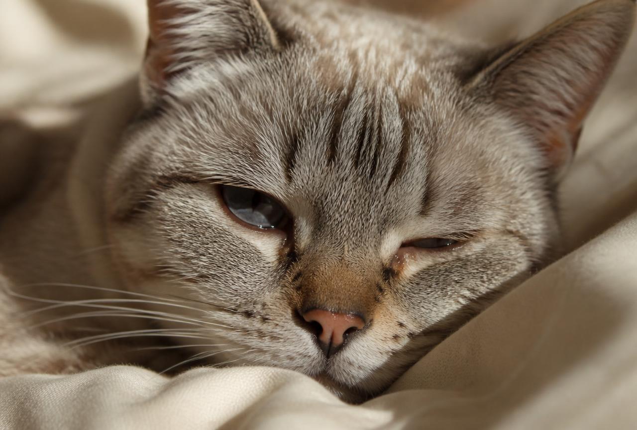 Close view of a cat face with a damp nose and one watery eye, resting on a blanket