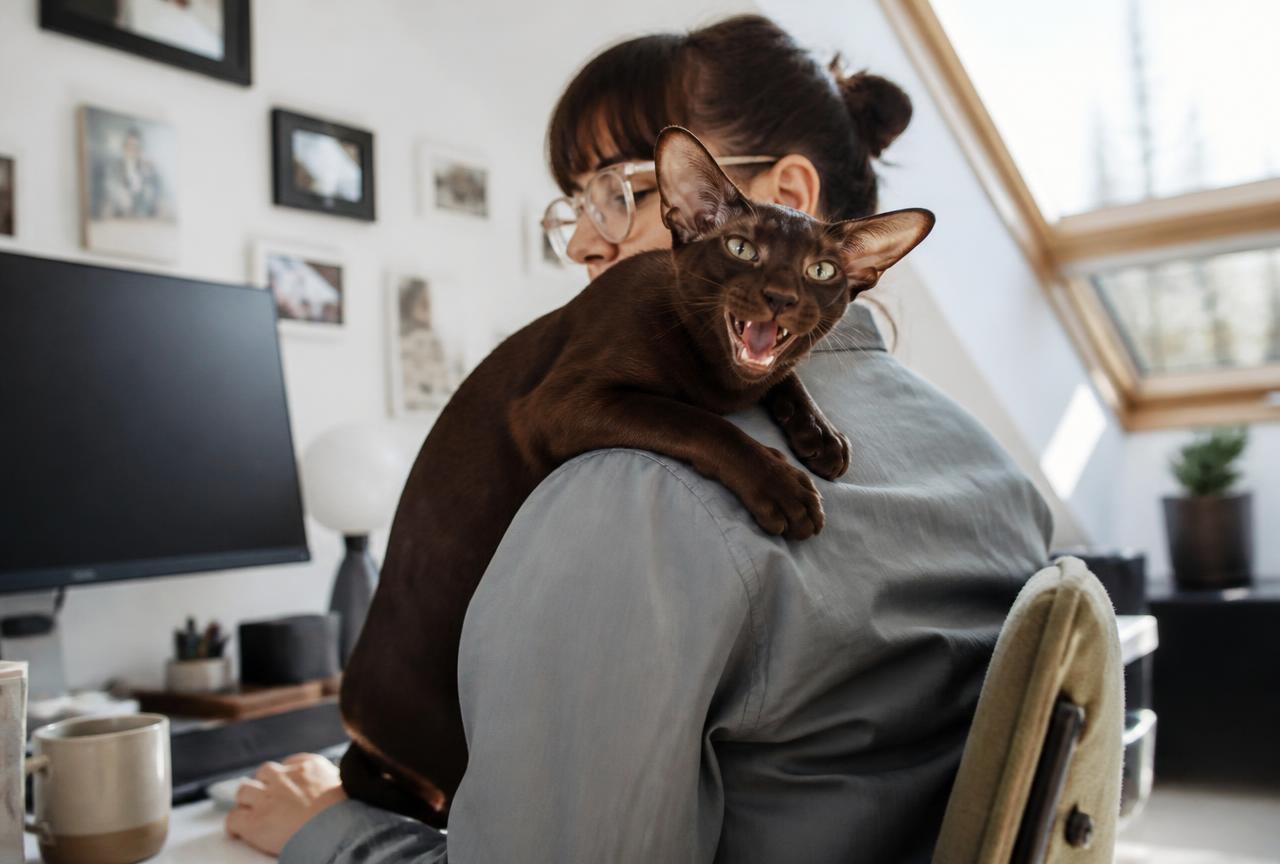 Chocolate-brown Oriental Shorthair cat draped over a person's shoulder at a desk, mouth open mid-call
