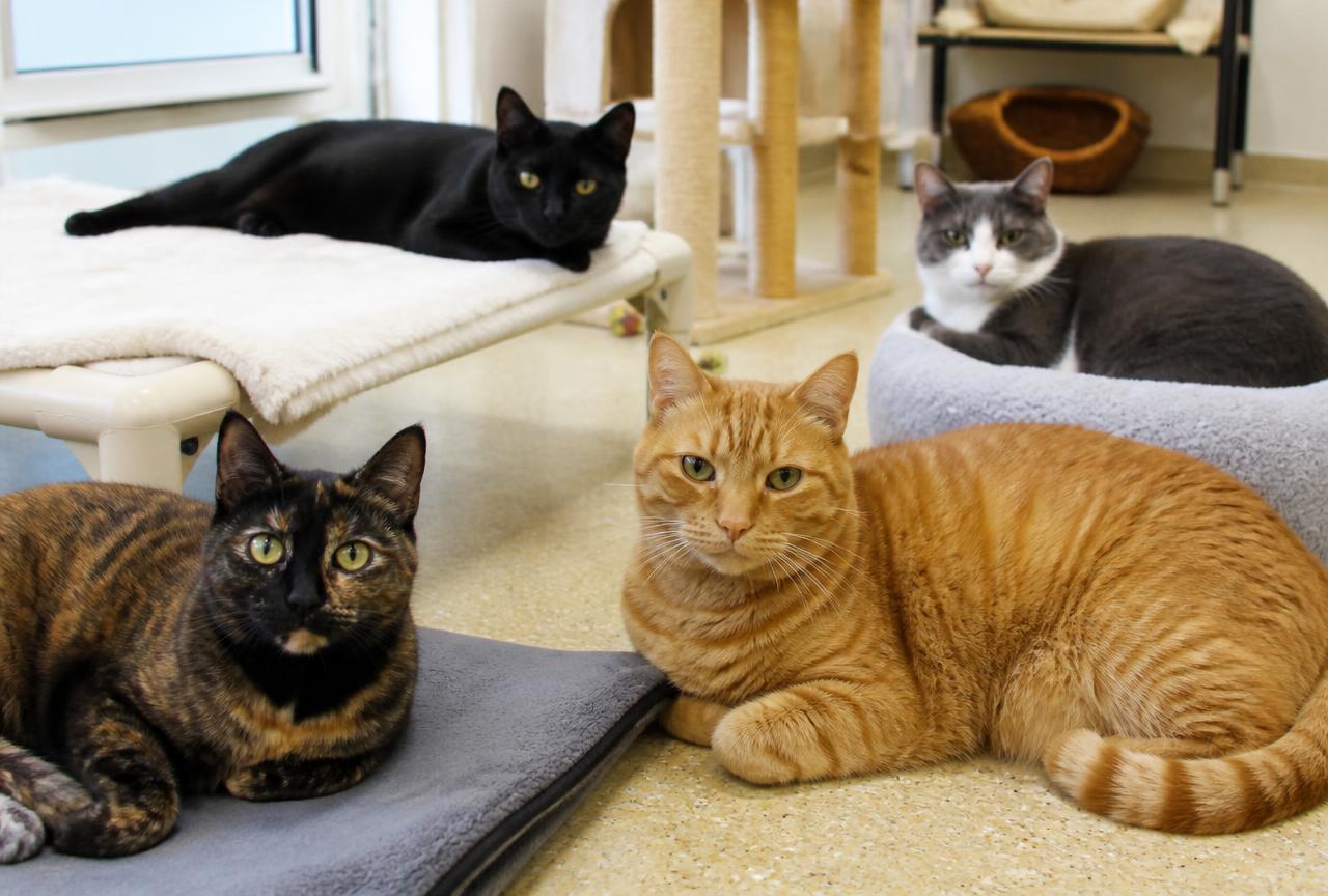 Four domestic shorthair cats of different colours resting together in a bright shelter room