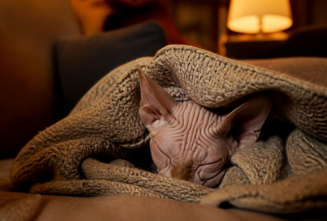 A Sphynx cat curled asleep under a knitted wool blanket on a sofa in warm lamplight