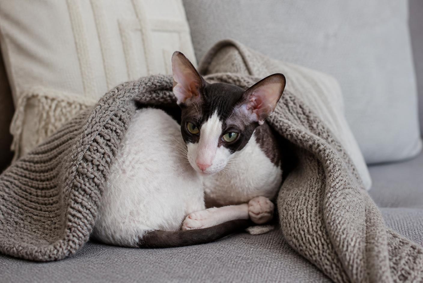 Cornish Rex cat curled under a knitted blanket on a sofa
