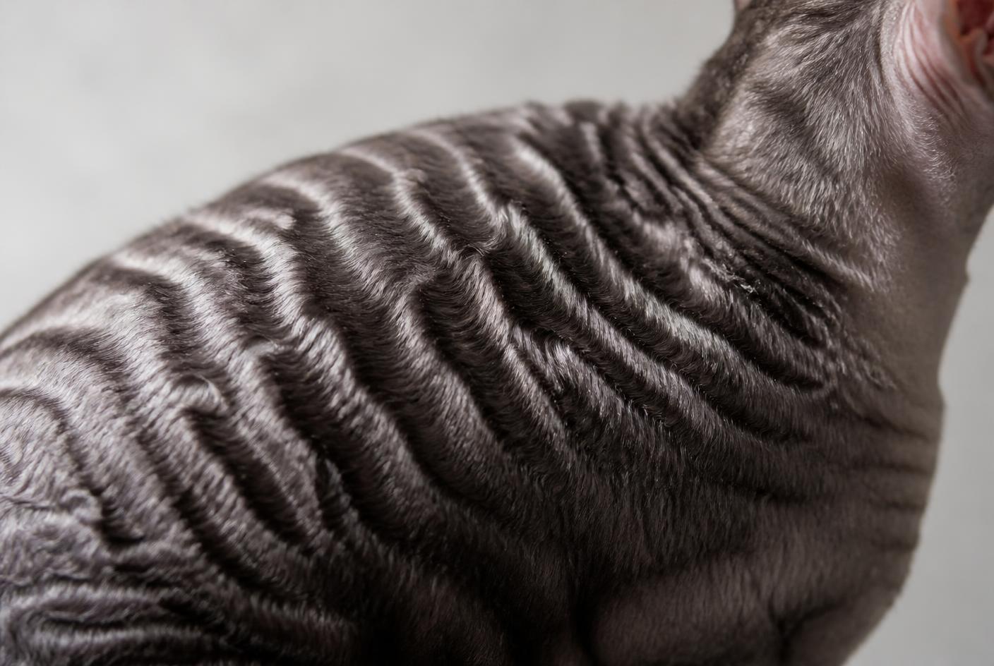 Close-up of the tight marcel wave pattern in a Cornish Rex coat